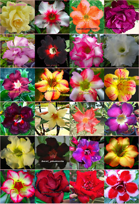 Adenium obesum ''nach Farbe identifiziert'' 1.100 Samen 24 Arten!