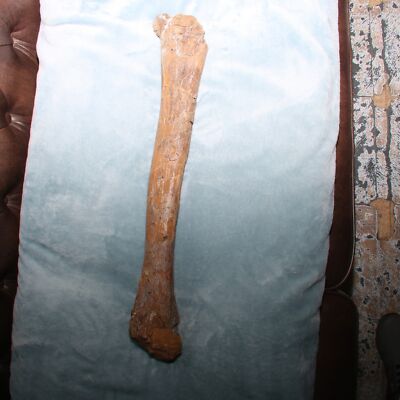 Big Limb Bone Edmontosaurus Ulna?  Dino Fossil - Hell Creek Formation CRETACEOUS