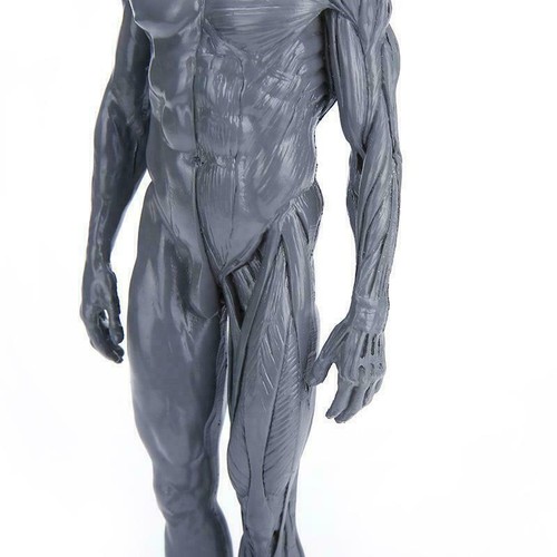 30cm Anatomie Schädel Blut Skulptur Kopf Körper Muskel Knochen Modell männlich grau USA - Bild 5 von 9