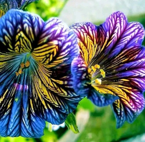 20 Outstanding Blue Chilean Morning Glory Flower Seeds - Picture 6 of 12