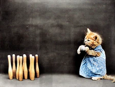 1914 Kitten in costume with bowling ball and pins 14 x 11" Photo Print