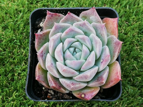 Rosalia SP. Korean 7cm pot Echeveria succulent 20% price beat considerable - Bild 5 von 7