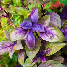 RED RUBIN BASIL 150 SEEDS NON - GMO FRESH FOR GARDENS