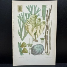 Walter Fitch 19th Vincent Brooks Hand Colored Lithographs Sea Botanical Print