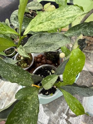 Hoya Occultata Splash/Silver plant.