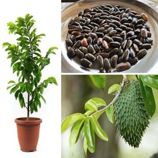 40 Soursop Seeds Annona Muricata Guanabana Dried Graviola Ceylon Organic F/Ship