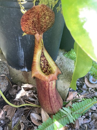 Nepenthes truncata “Red” X insignis “ Biak” EP (Unrooted Cutting)