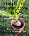 Dwarf Green Malayan seeds Organic Coconut seed sprouted — photo 4