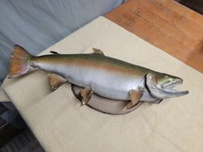 Steelhead Rainbow Trout Taxidermy Fish 29" On Wood Plaque 