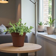Pickle Plant in 12cm Pot - Unusual Succulent Houseplant - Easy Care Indoor Plant