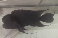 BREEDING TRIO OF LARGE FRONTOSA NIGHT STAR EXTREMELY RARE