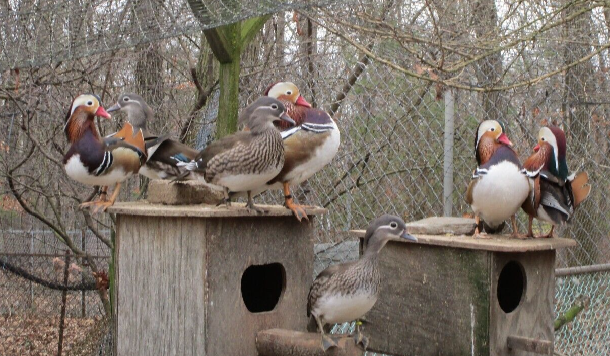 Mandarin Duck Eggs ( This is a Pre Sale ) 4+ eBay
