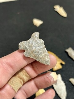 Super Thin Archaic Pine Tree Point 1 5/8x1 Authentic Indian Arrowhead Artifact