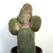 Carnegiea polylopha SAGUARO CRESTED 65x40cm - WILD no copiapoa cinerea