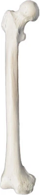 Femur Bone - R - Anatomically Accurate, Detailed Human Bone Replica - hBARSCI