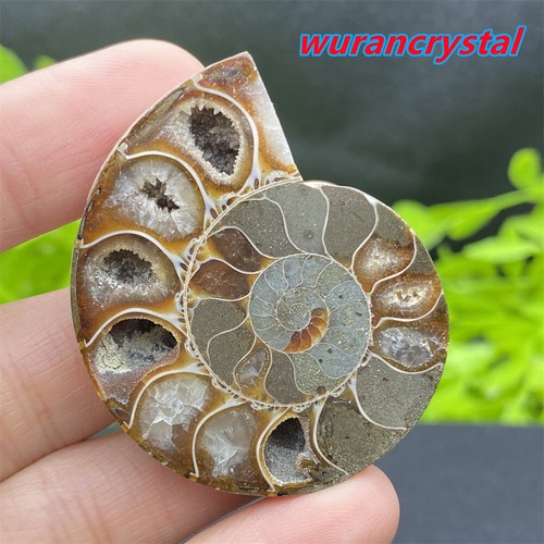 A Pair Natural Ammonite Mini Fossil Conch Quartz crystal Specimen Healing care - Picture 7 of 12