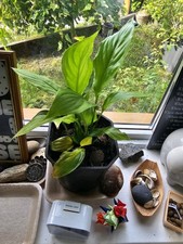Peace Lily SPATHIPHYLLUM medium IndoorPlant 21cm as gift  for air-purifying&heal