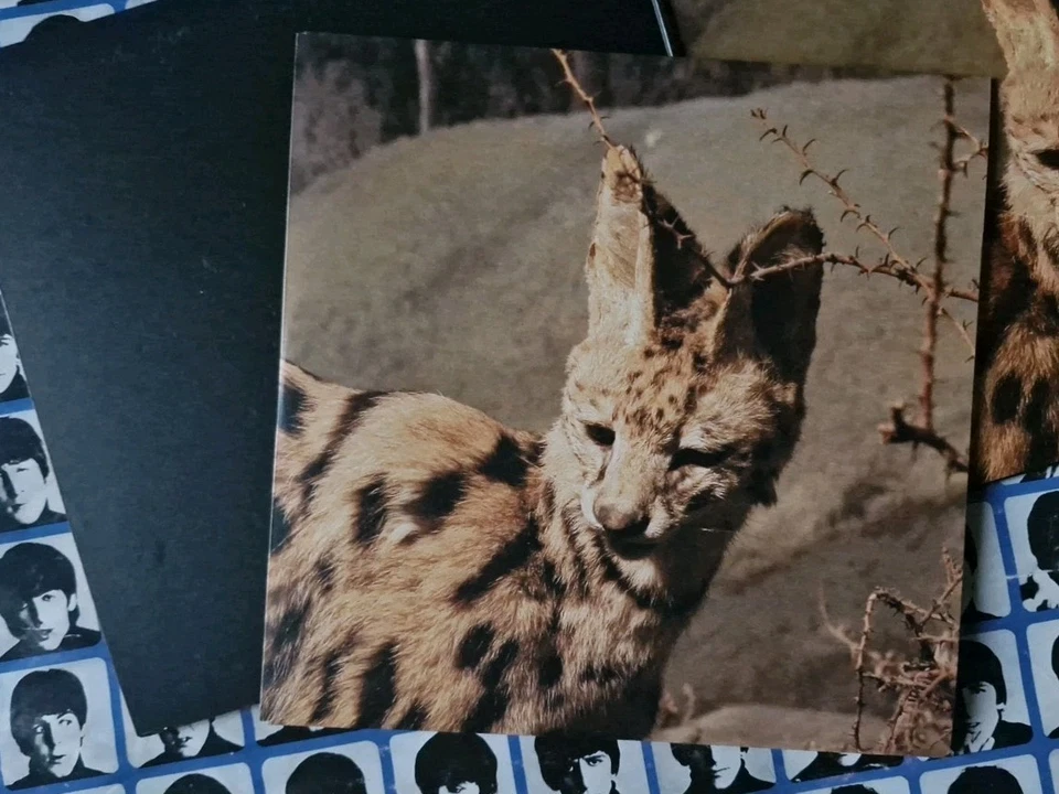 Interpol Heinrich Maneuver UK Limited Edition Gatefold 2007 7" 45 Vinyl  - Image 4 of 4