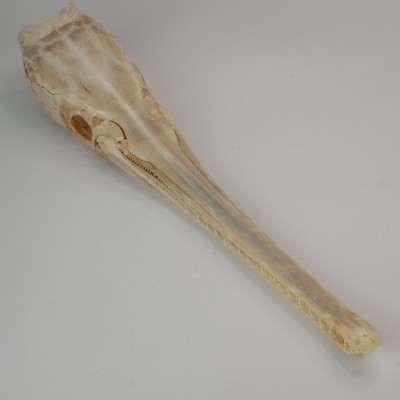 Real Longnose Gar Skull - Large- Fish - Lepisosteus osseus