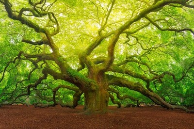 Angel Oak Tree Canopy Charleston South Carolina Photo Laminated Poster 18x12