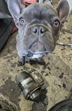 ✅ 2016 FORD FIESTA MK7 1.0 ECOBOOST 2013-2017 STARTER MOTOR CV6T11000GC