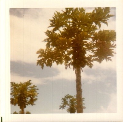 Vintage Color Photograph Tree Nature Scene 3x3 in Square Format