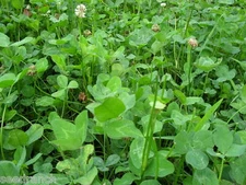  Ladino Clover Seeds - 4 Lbs.