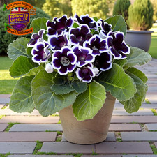 Gloxinia Summer Flowering Bulbs - Sinningia Speciosa - Vibrant B