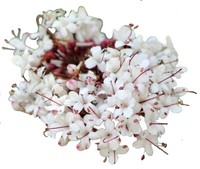 Baldrian Kapseln (Valeriana Officinalis)