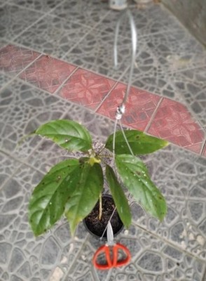 Hoya Lasiantha Rare Tropical Easy Care Indoor Climbing Plant Collector's Exotic