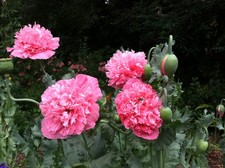 100 Pale Rose Peony Poppy Seeds So easy to grow sent with growing advice