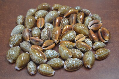 100 PCS CYPRAEA HELVOLA COWRIE SEA SHELL BEACH DECOR