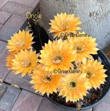ORIOLE Echinopsis Schick Hybrids Rooted Plants Cactus Succulents
