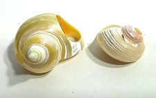 Schöner natürlicher Ring aus einer Muschel ...