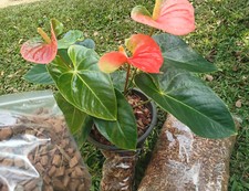 Coconut Husk Fiber Coco Chips 100 Natural Orchids Anthurium Growing Clean Ceylon