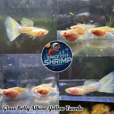 1 PAIR - Fancy Guppy Aquarium Live Guarantee - Glass Belly Albino Yellow Tuxedo