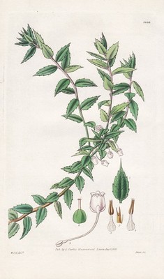 Arbutus Mucronata Chile flower botany engraving Kupferstich Curtis 3093