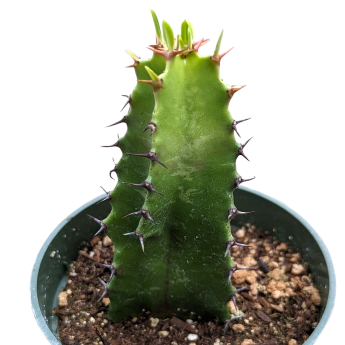 Euphorbia acrurensis 'Desert Candle' Cactus | eBay