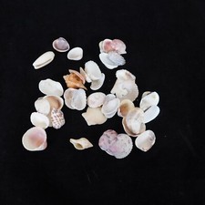 Lot of 40 Mixed Seashells Ocean Beach Decor Aquarium Crafting Pink Brown White