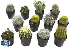 Assorted Cactus Collection 2.5" 12 pack