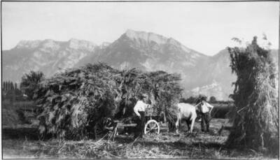 Reed harvest at Sevico South Tyrol by Trude Fleischmann 1930 Old Photo