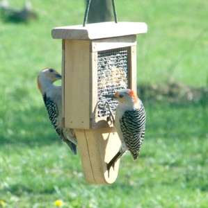 Handmade Suet Bird Feeder Tailprop Woodpecker Suet Bird Feeders
