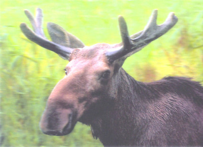 3 -D - Ansichtskarte: Elch - sehr schönes Porträt - Moose, Norwegen