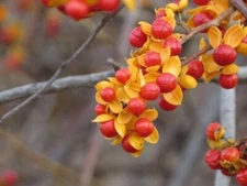 20 American Bittersweet Vine Seeds | Celastrus Scandens Tree Seeds