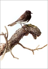 1980 Vintage Print Black Phoebe Flycatcher Bird Birds Lansdowne