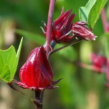 Roselle Seed Asian Sour Leaf Hibiscus sabdariffa Ornamental Edible-Free-Shipping