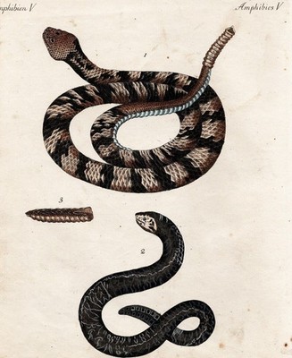 Klapperschlangen Schlangen Mural rattle snake engraving Kupferstich Bertuch 1792