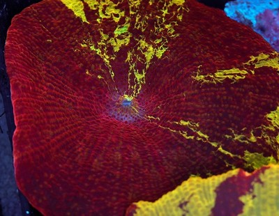 Jawbreaker Discosoma Mushroom WYSIWYG - SAQ Coral Farm