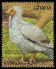 GHANA 1345o - Egyptian Vulture "Neophron percnopterus" (pc20506)