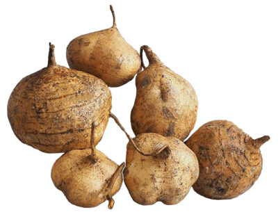 Pueraria mirifica Kapseln (white kwao krua) - 100 %ganz ohne Füllstoffe